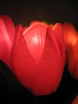 SX00020 Plastic tulip light.jpg